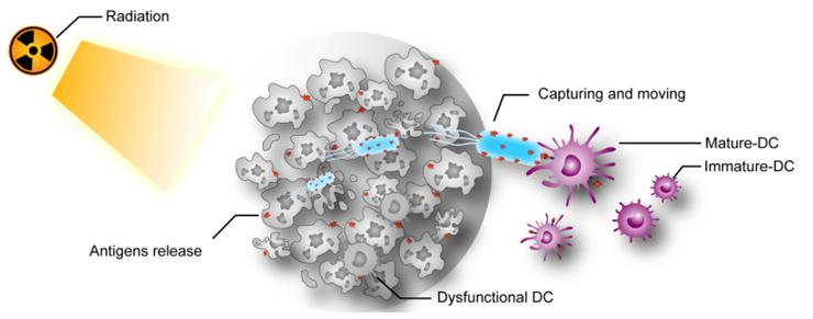 细菌抓取抗原增效免疫治疗机理示意图因此,为了能够增加肿瘤原位疫苗