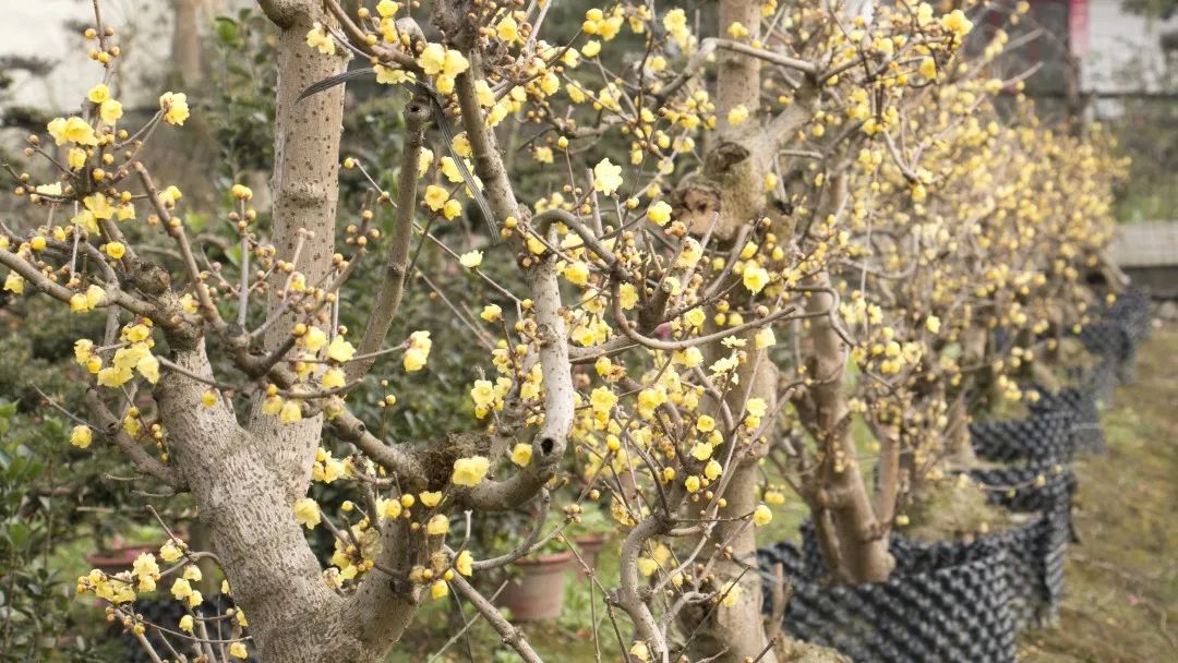 温江人这份pong香的冬日礼物请签收