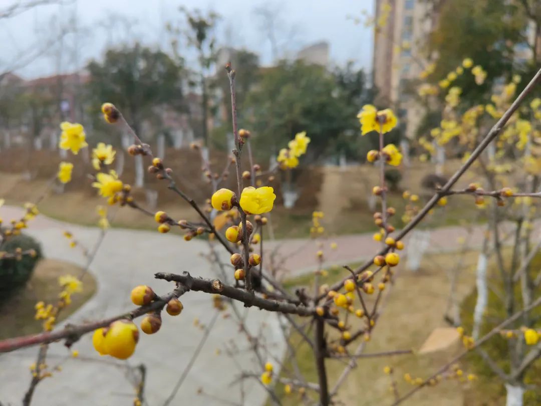 来源:汪青青 葛庆钊 季云冈 网络综合原标题《数九寒天腊梅开 暗香