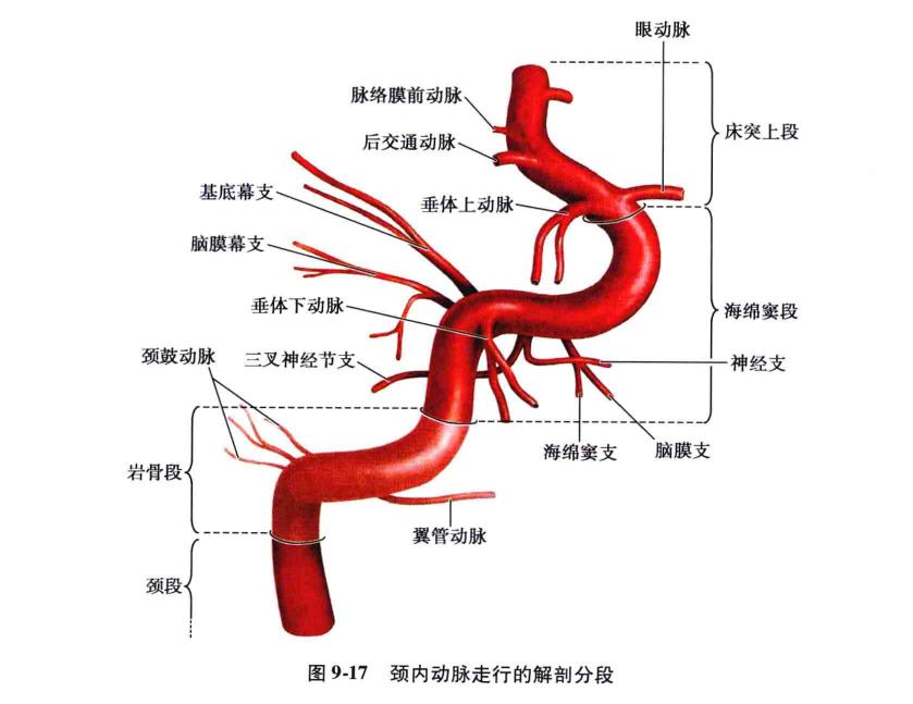 脉络膜裂解剖图片