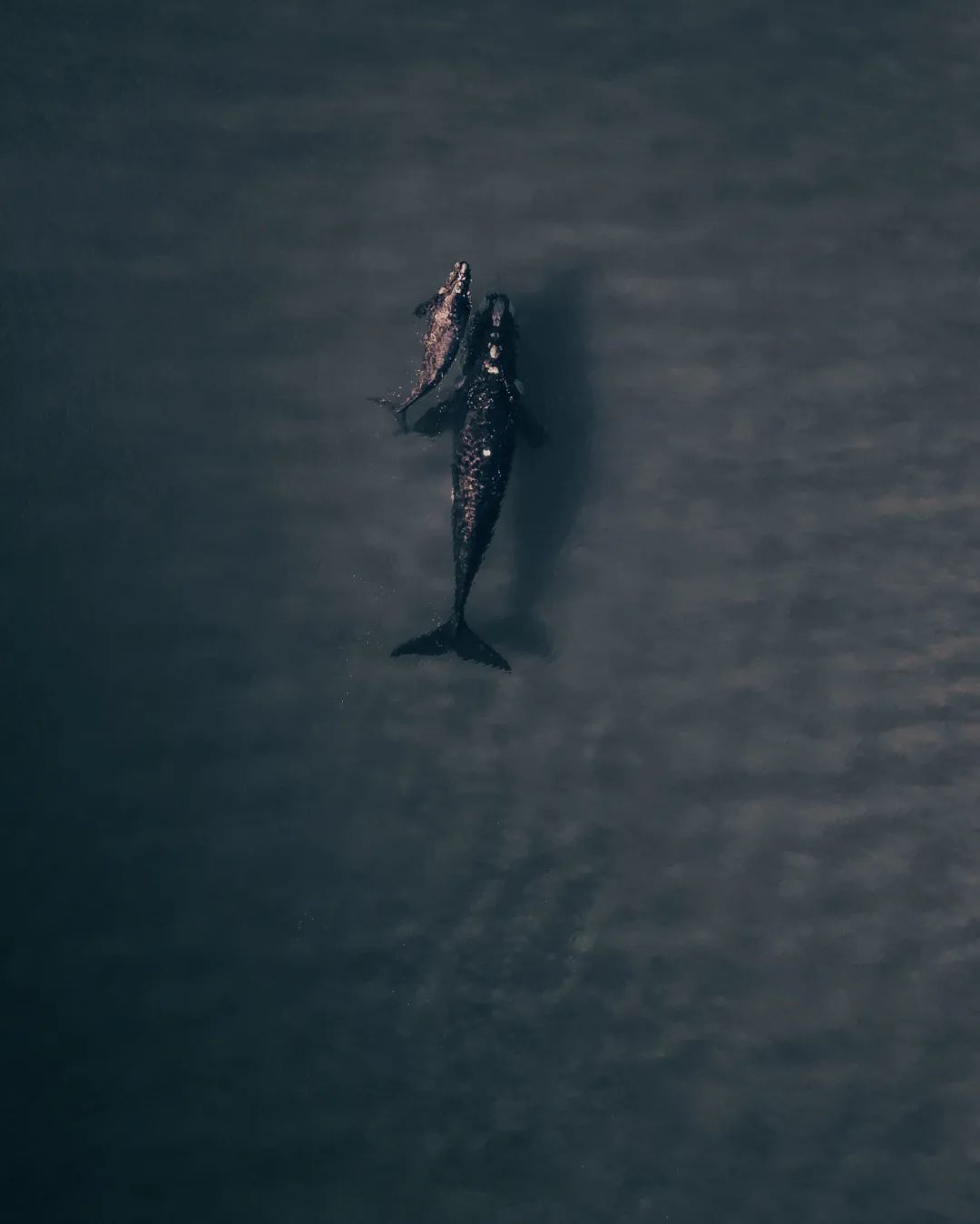 雾起鲸落是什么意思图片