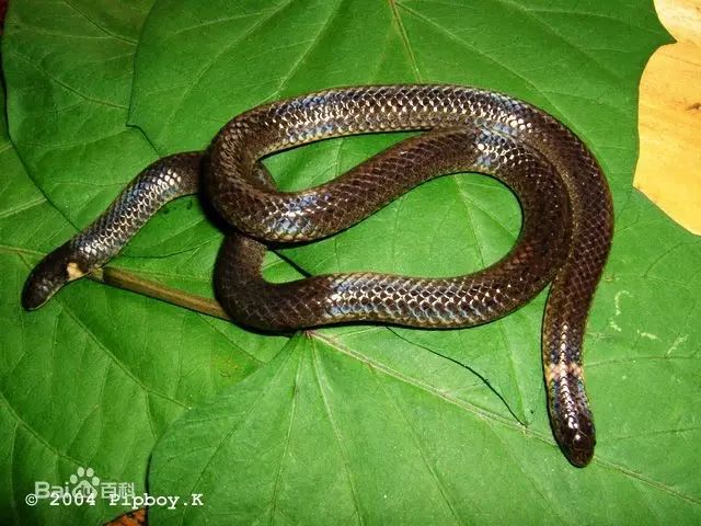 发现新物种始兴首次发现罕见的钝尾两头蛇