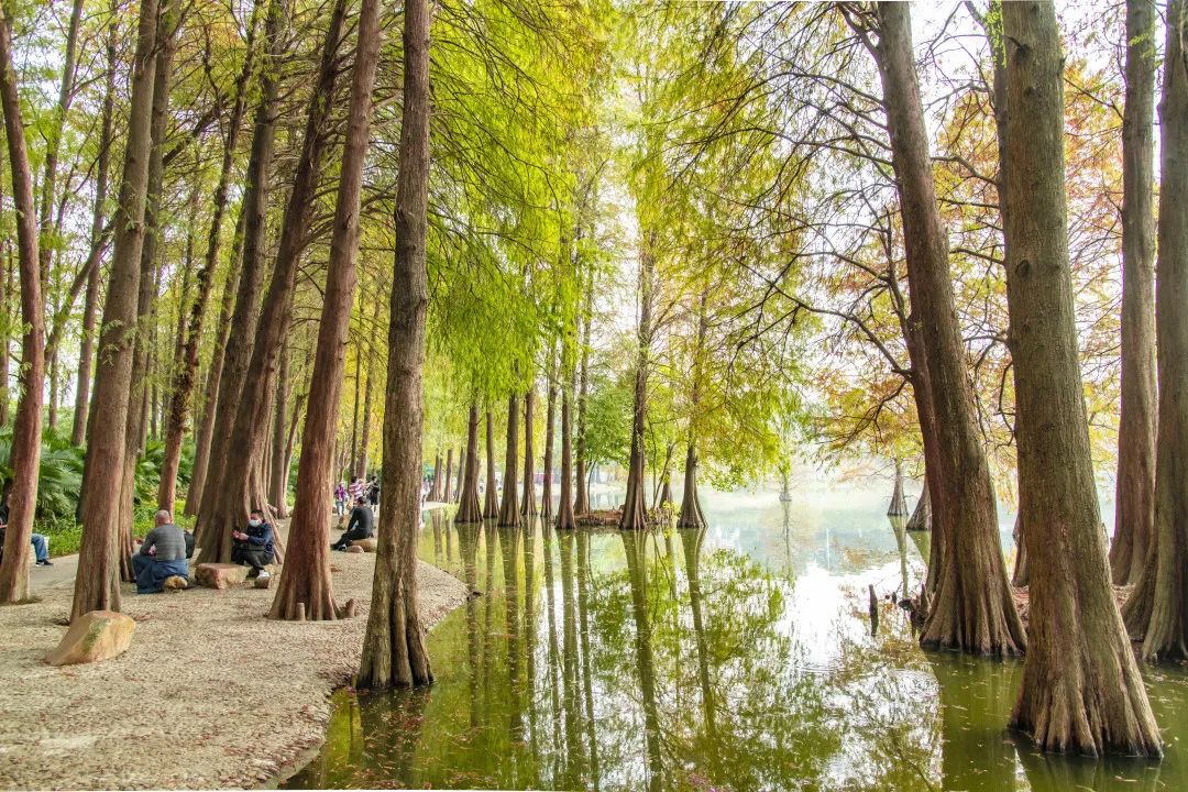 仙湖植物園在冬日暖陽的照耀下仙湖植物園 的落羽杉自帶濾鏡一排排