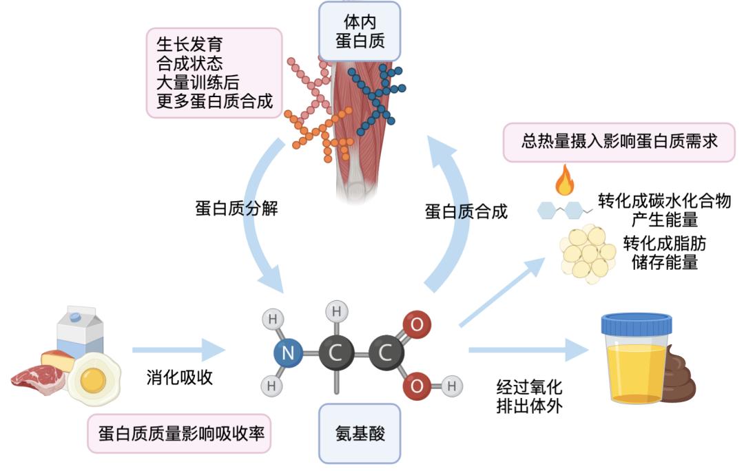 当总热量摄入是正平衡的时候,维持氮平衡的蛋白质需求量更少,因为身体