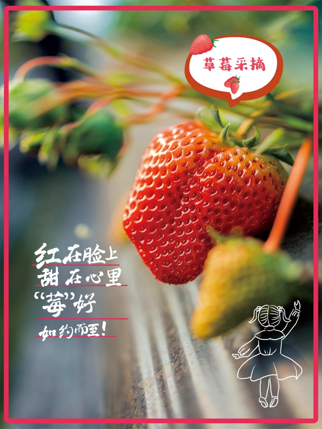 草莓季来了选择安全的草莓采摘基地请认准这些标识