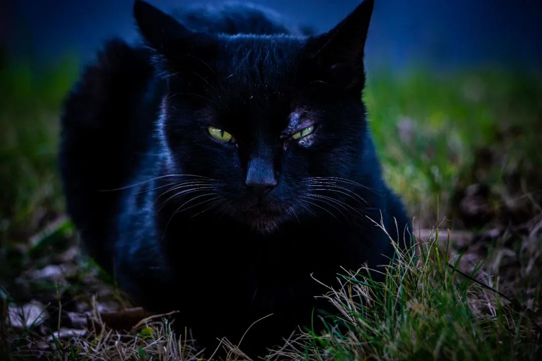 碧绿的眼睛乌黑的毛发它是暗夜的王者像是在说"江财黑猫警长前来报道!