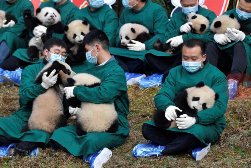 听说四川人年终奖发大熊猫20只先到先得