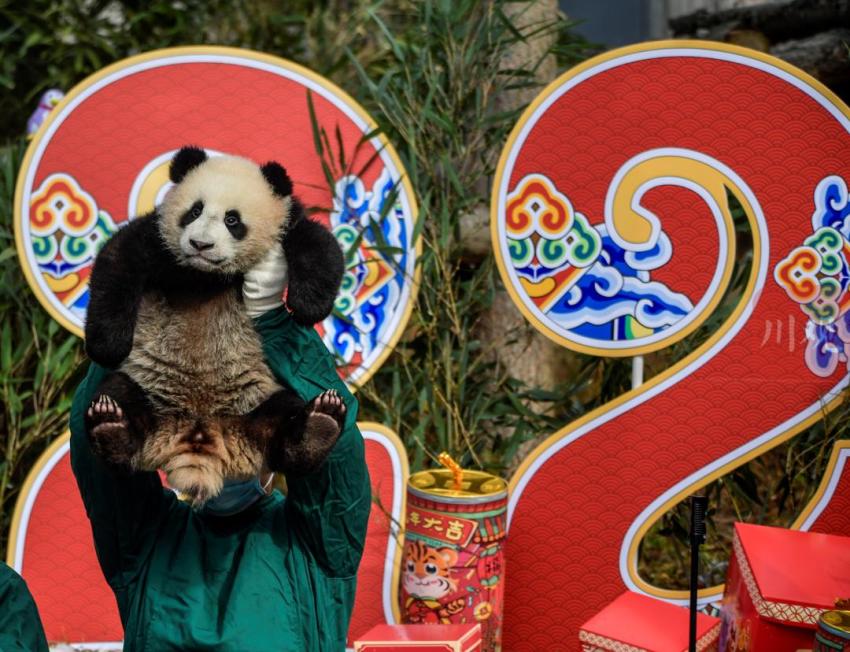 听说四川人年终奖发大熊猫20只先到先得