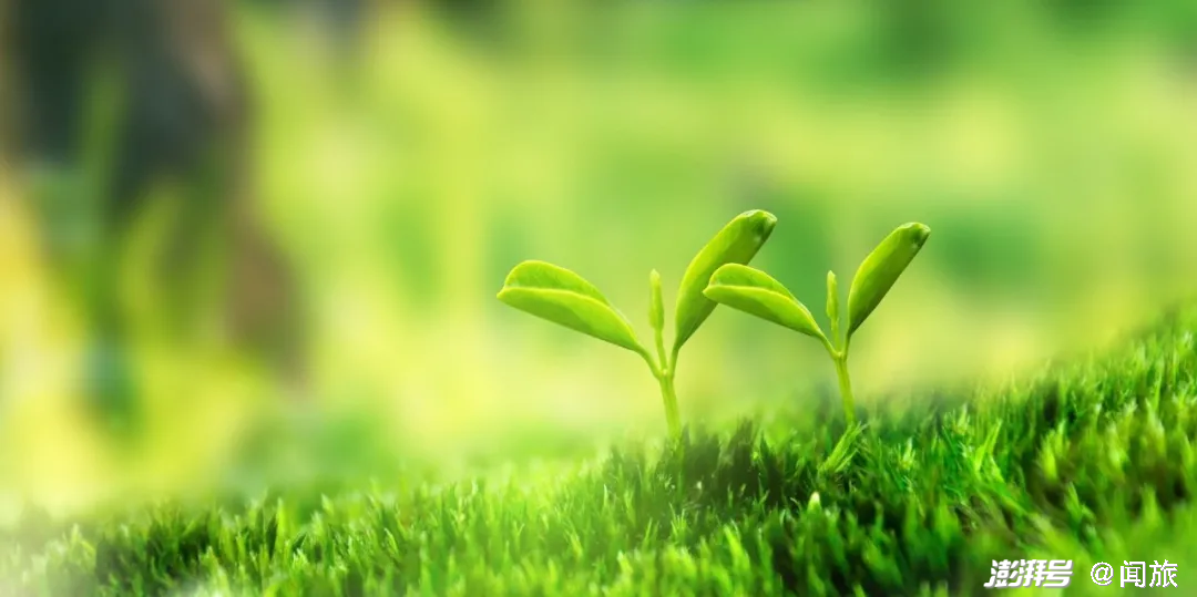 2022,民宿向阳而生 - 民宿的市场现状 - 实验室设备网