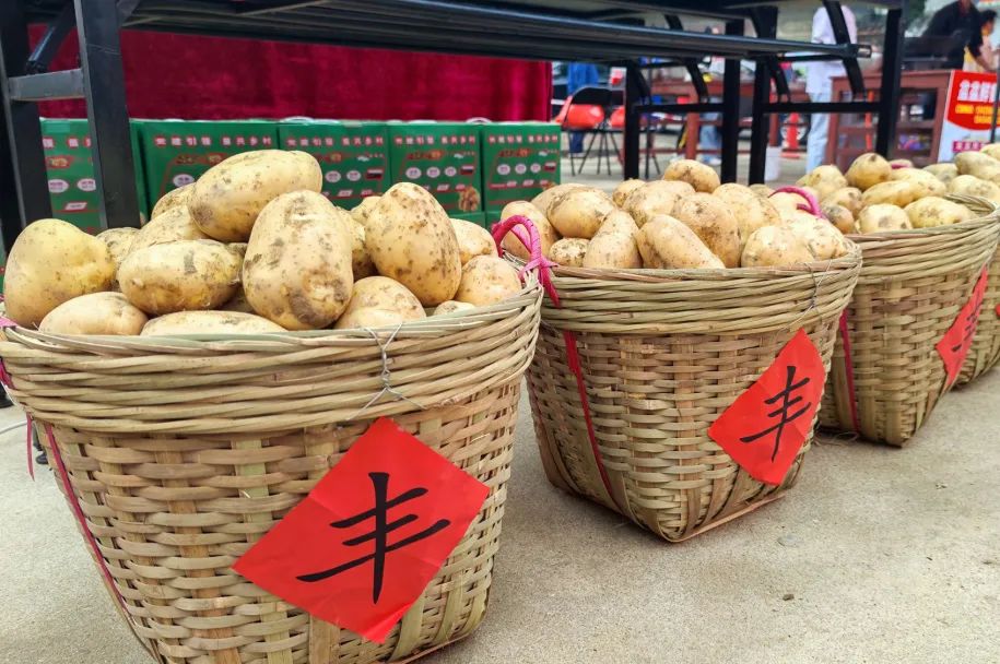“小”土豆,“大”前景!芦苞镇举办首届四联沙墩薯仔丰收节 _澎湃号·政务_澎湃新闻-The Paper