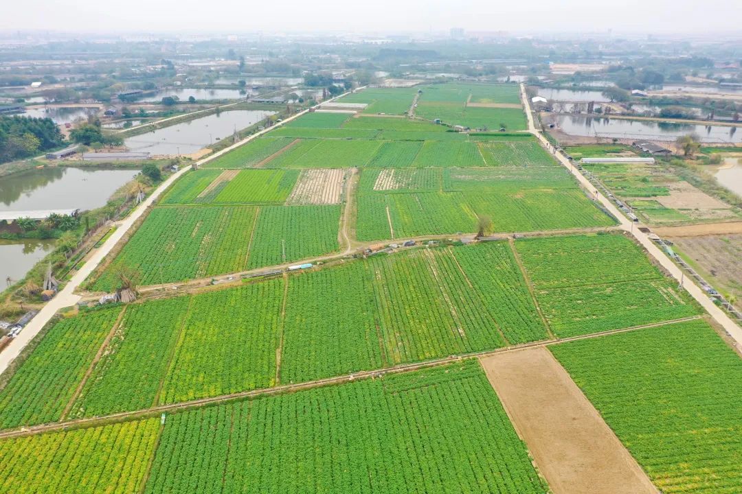 “小”土豆,“大”前景!芦苞镇举办首届四联沙墩薯仔丰收节 _澎湃号·政务_澎湃新闻-The Paper