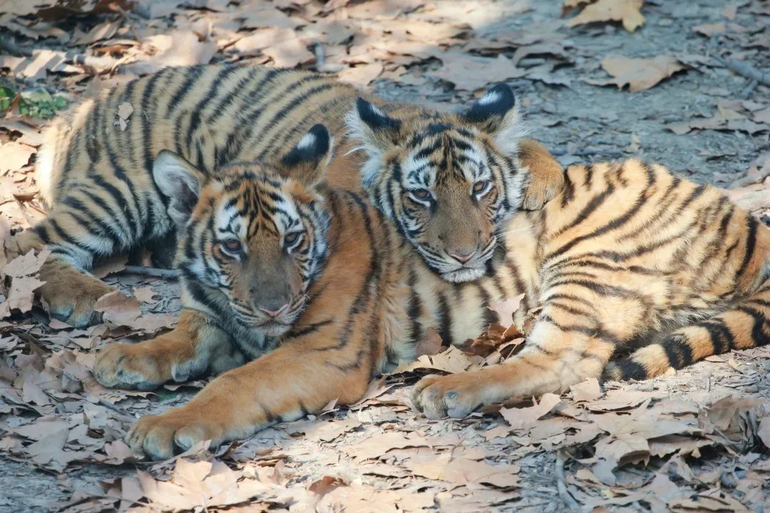 来来来，请给上海动物园这对“虎姐弟”取个名！