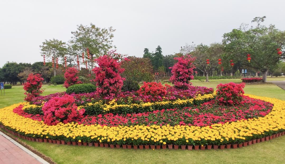 江海街头喜气洋洋年味浓浓5万株花卉数千串红灯笼迎新春