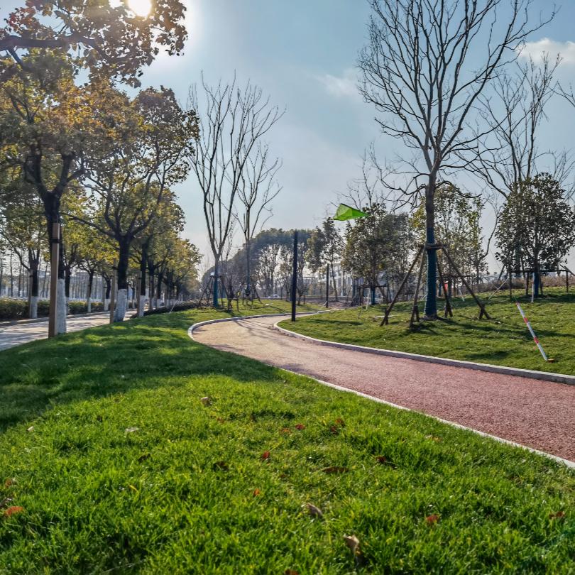 四时花开终年常绿临港新片区的这条绿带焕然一新