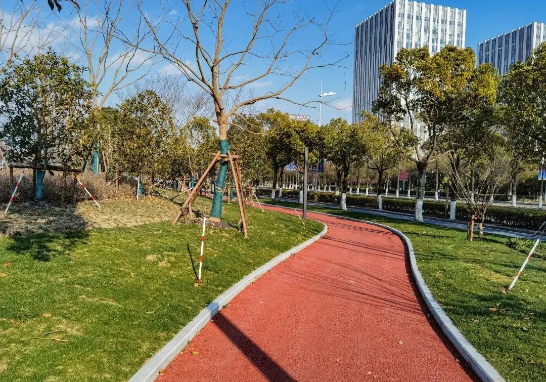 四时花开终年常绿临港新片区的这条绿带焕然一新