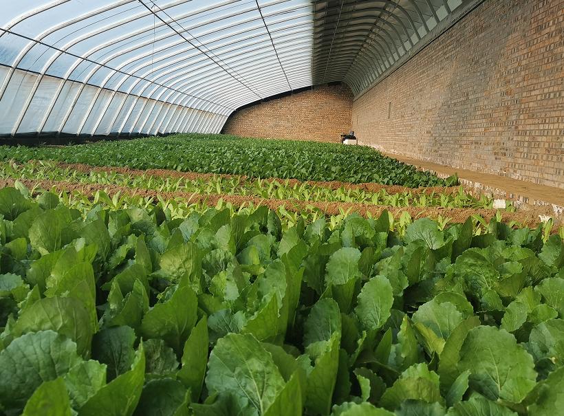 新春走基层67横山区水掌村蔬菜大棚里种出幸福生活
