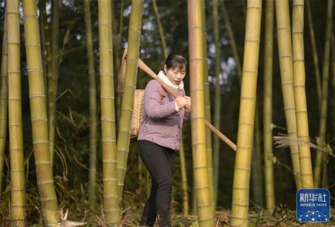 新华社关注丨一年卖4000万斤萝卜泸州妹子川香秋月创造了销售奇迹
