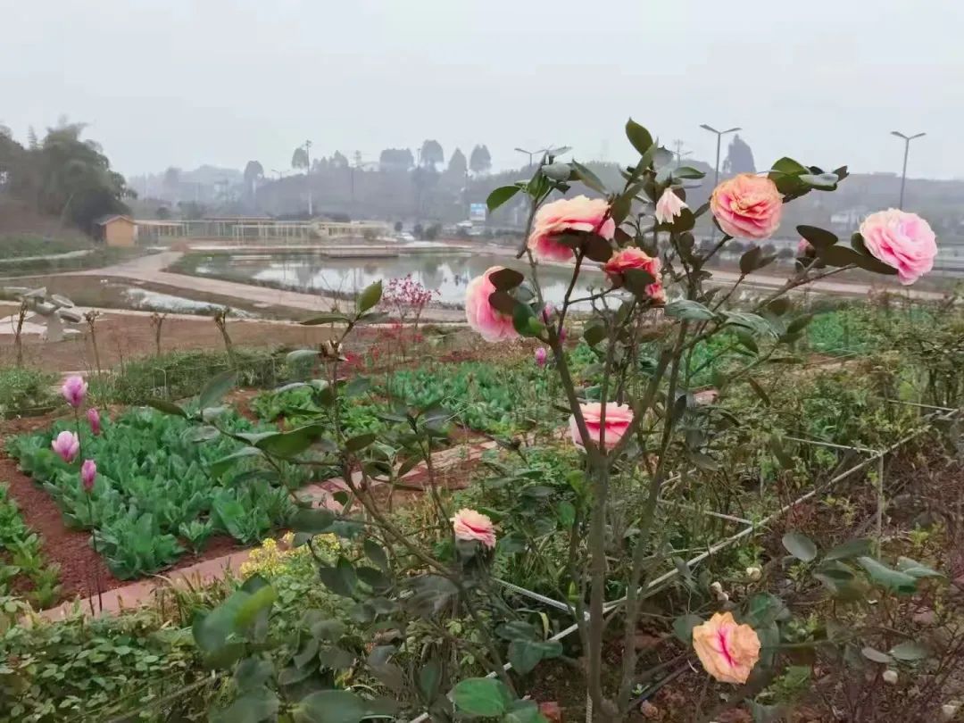 致富经鱼_致富鱼卢鱼_致富鱼游出产业振兴路