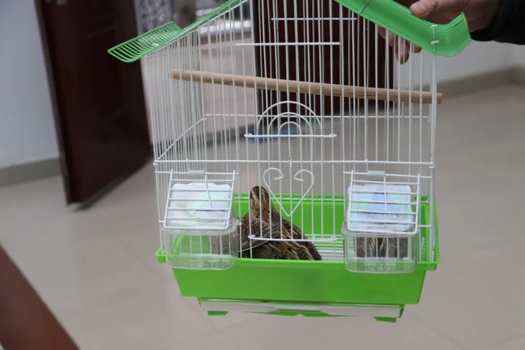 经鉴定,两人的捕获物中包含国家二级保护动物云雀,以及鹌鹑等.