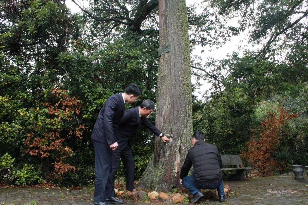 宁化县地处福建山区,森林资源丰富,县域内古树名木遍布各个乡镇,既有