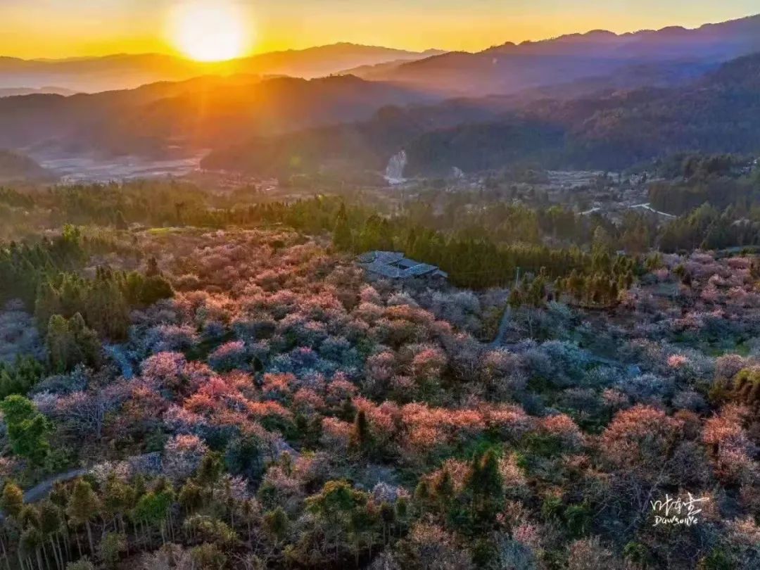 国家aaa级景区腾冲中营梅花村景区