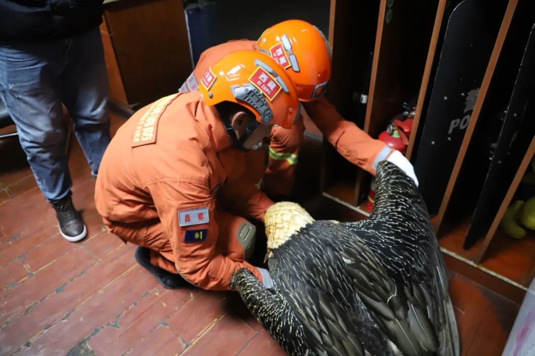 暖心森林消防员救助国家一级重点保护动物