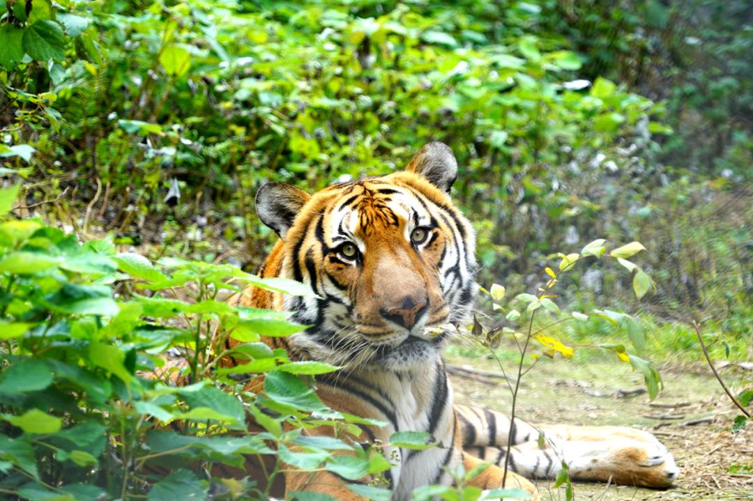 韶关华南虎孖宝即将在虎年除夕满月公益行动护航成长