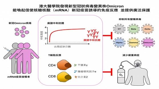 港大医学院发现新型冠状病毒变异株Omicron