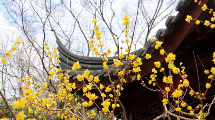 上海公园城市 | “真香警告”！这座公园的蜡梅进入盛花期