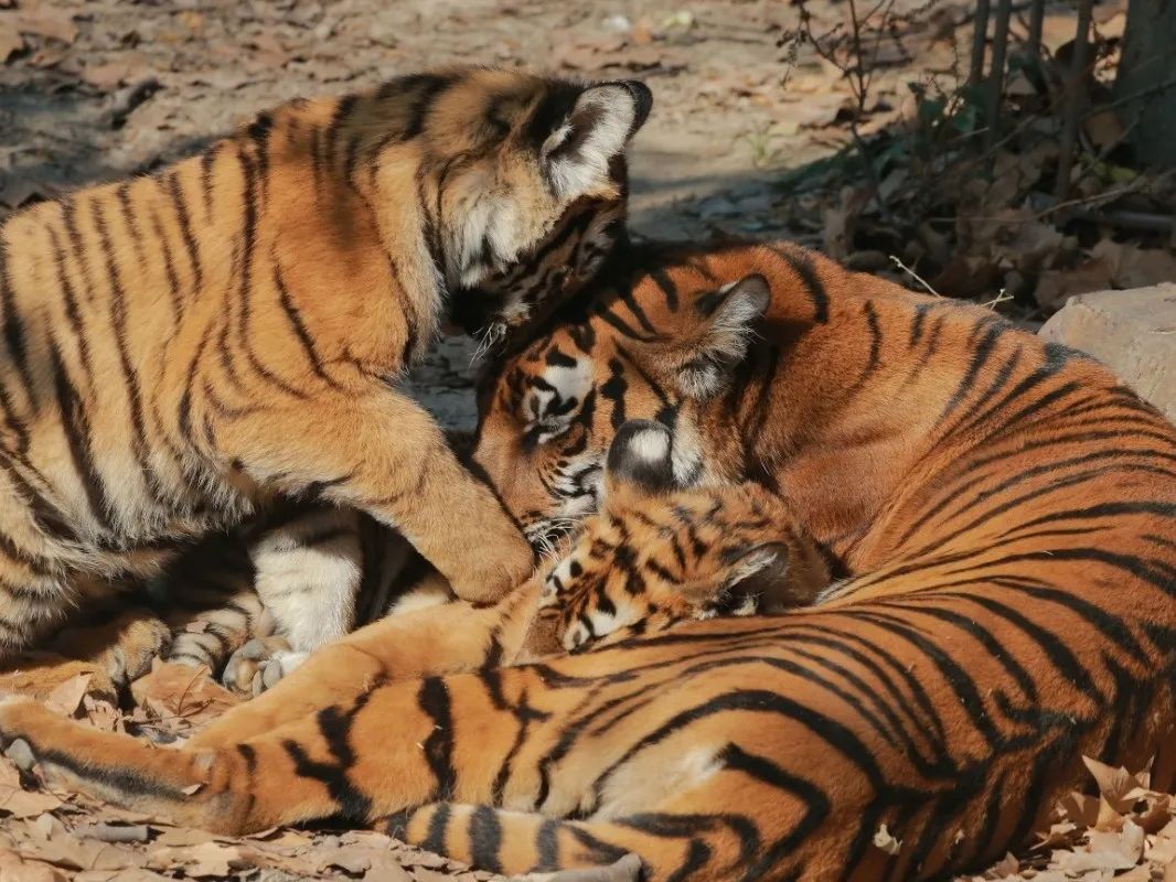 上海動物園虎年生肖文化節開幕姓名裡有虎字的市民喜上加喜