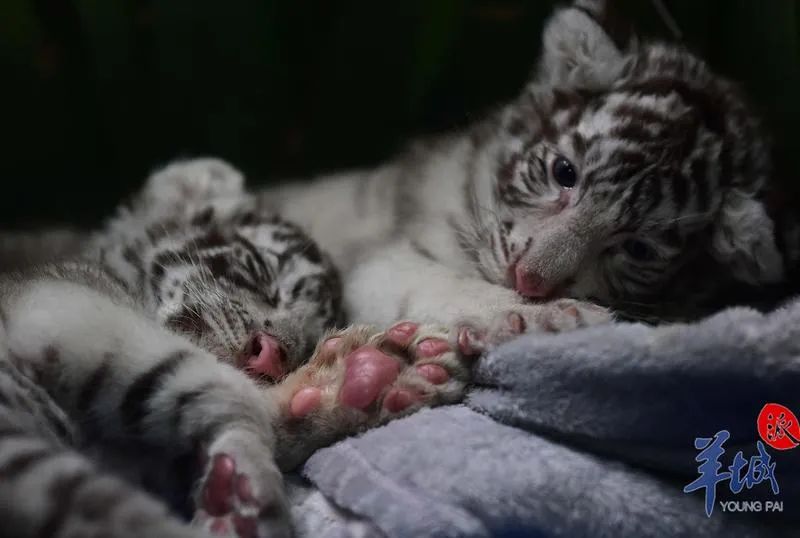 乳虎初啸_澎湃号·媒体_澎湃新闻-the paper