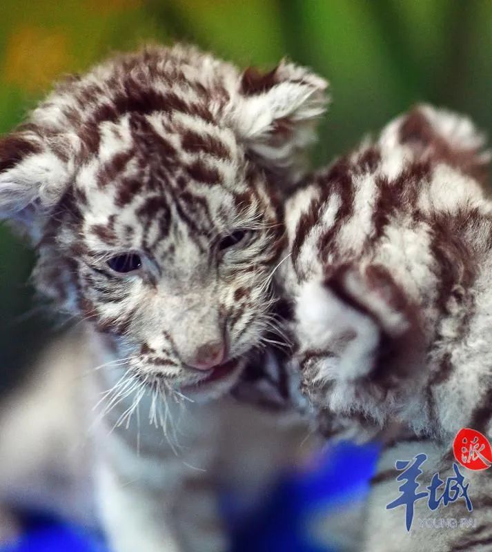 乳虎初啸_澎湃号·媒体_澎湃新闻-the paper