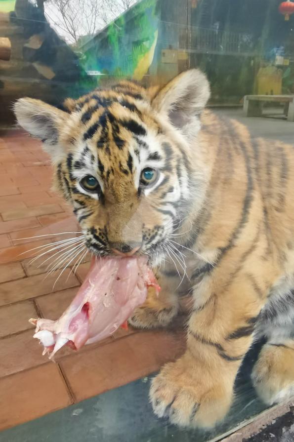 虎年來上海野生動物園看小腦虎們開食啦愛申活暖心春