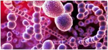 b 族链球菌(group b streptococcus,gbs),又称无乳链球菌,名字平平无