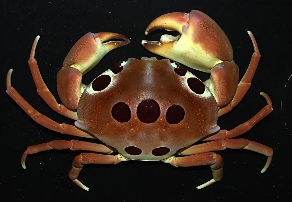 红斑瓢蟹有强有力的大螯|calphotos.berkeley.