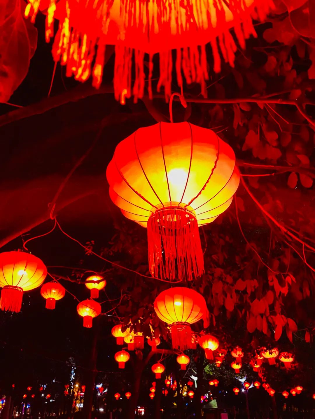 张灯结彩迎新春,广元街头年味浓