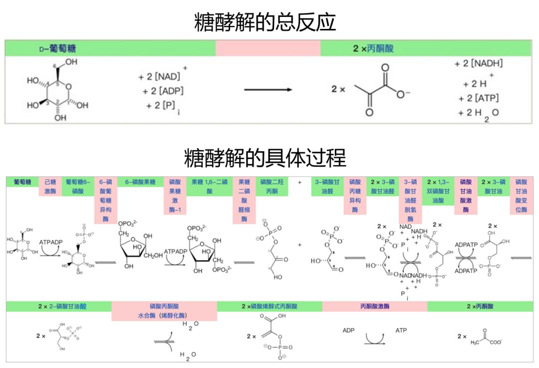 糖酵解关键酶图片