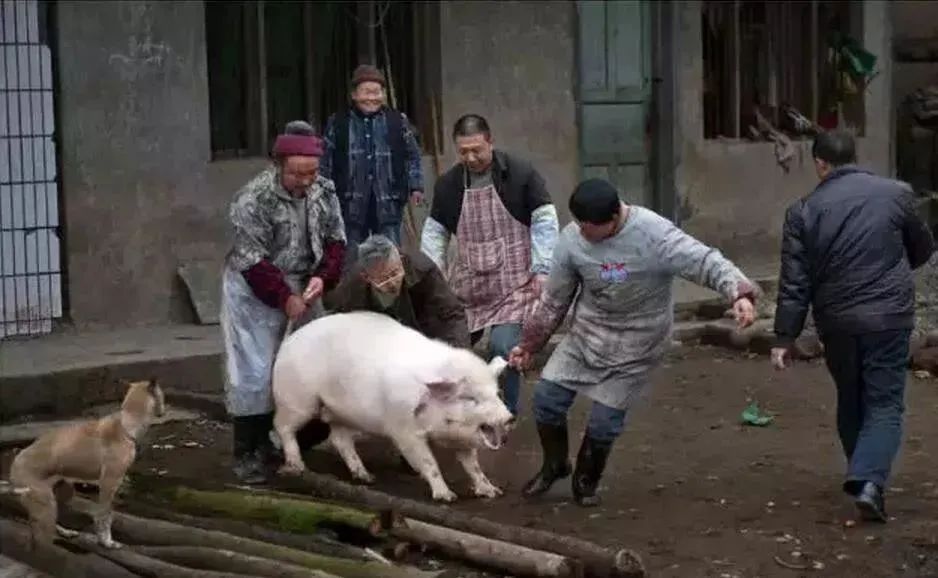 张爱玲散文精品杀猪过年