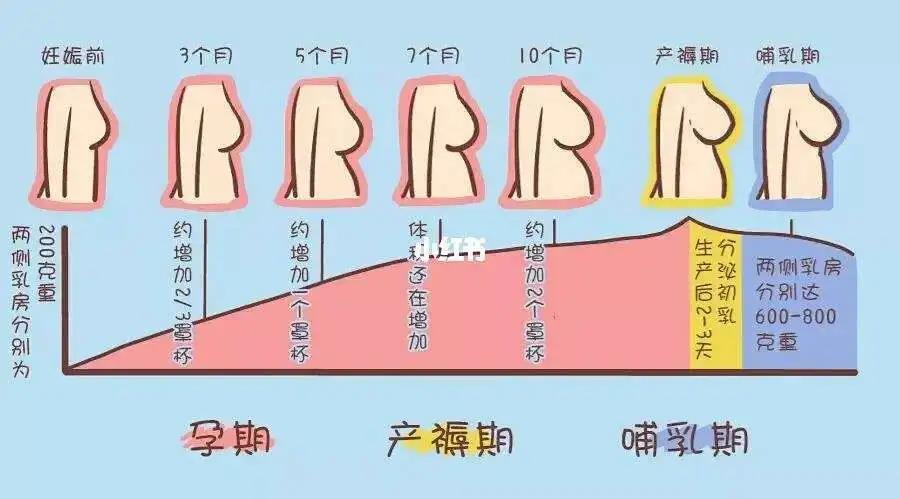 怀孕7月肚子变化图图片