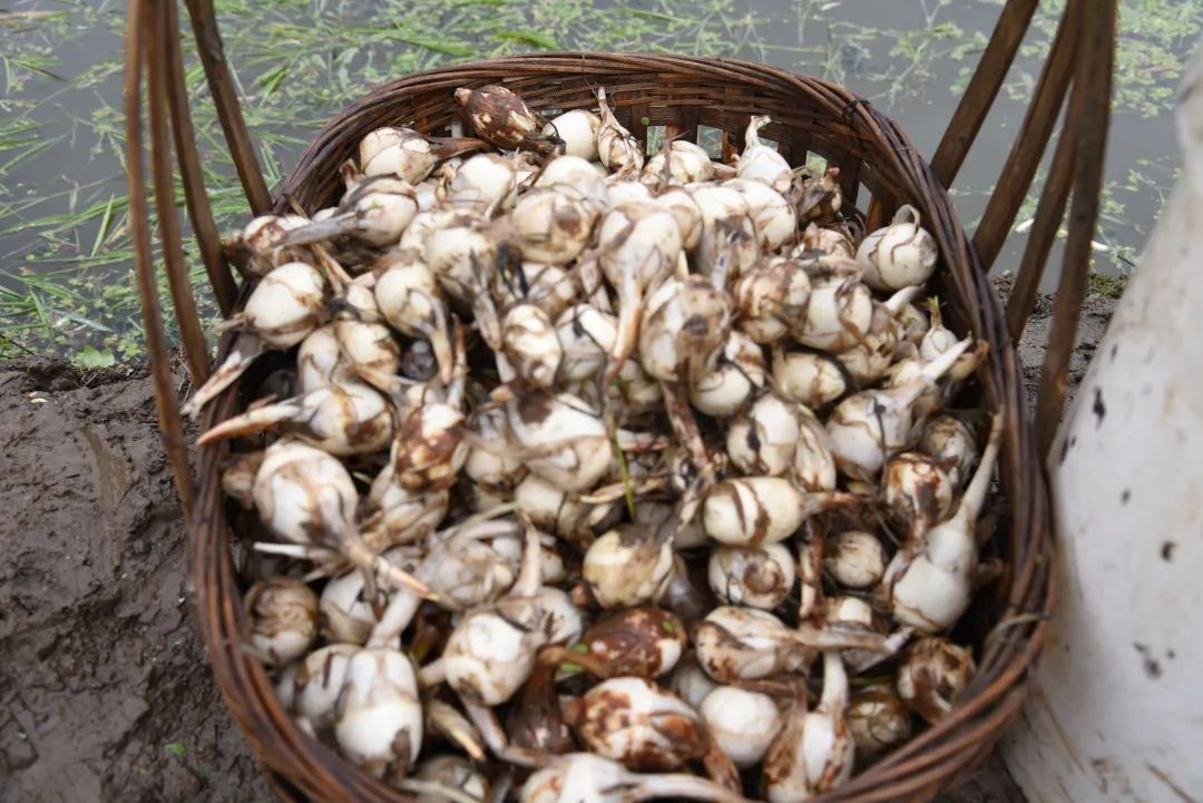 新春走基层冬日茨菇丰景美价好销旺钱景佳