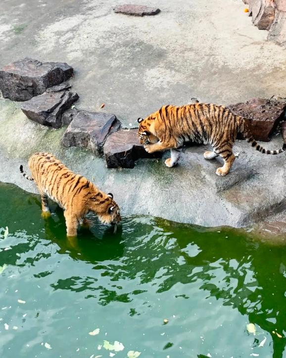 據悉,它們已在上海動物園安了新家圖片攝影 | 石夢潔現今,野生華南虎