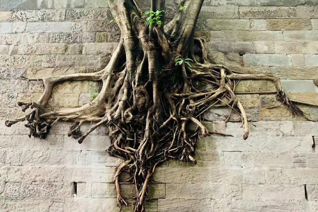 军旅日记黄葛树教会我扎根