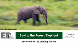 中国绿发会参加“拯救非洲森林象”高峰论坛 | 绿会国际讯