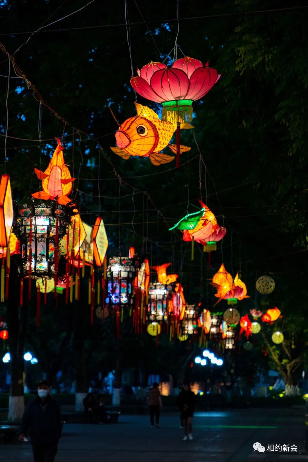 明天全球直播新会鱼灯要出圈了