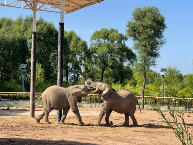 所有人鄂爾多斯野生動物園春節不打烊門票秒殺活動即將開始