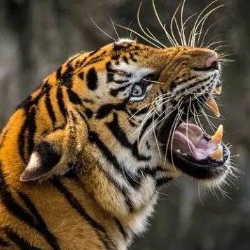 是现生猫科动物里最长的,狮子的犬齿偏粗短,而老虎的犬齿更加弯和长