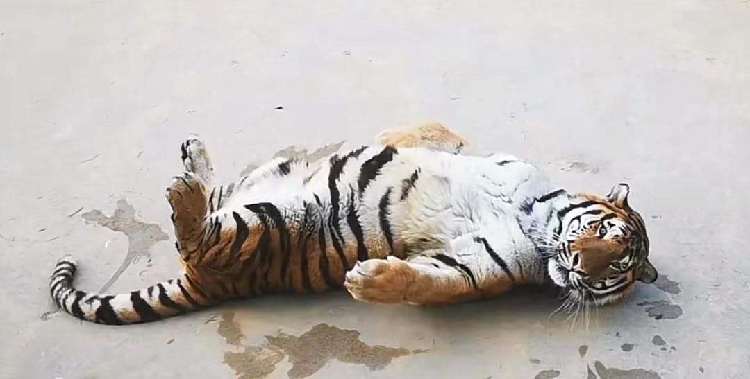 名字带虎免费逛动物园这位80后姑娘天天撸虎获赞1700万