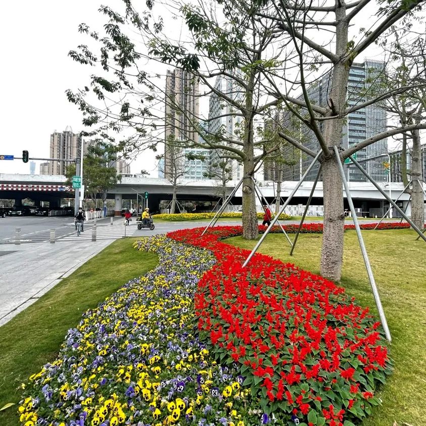 在天河多条道路沿线与节点,园艺师们精心营造姹紫嫣红的花卉景观