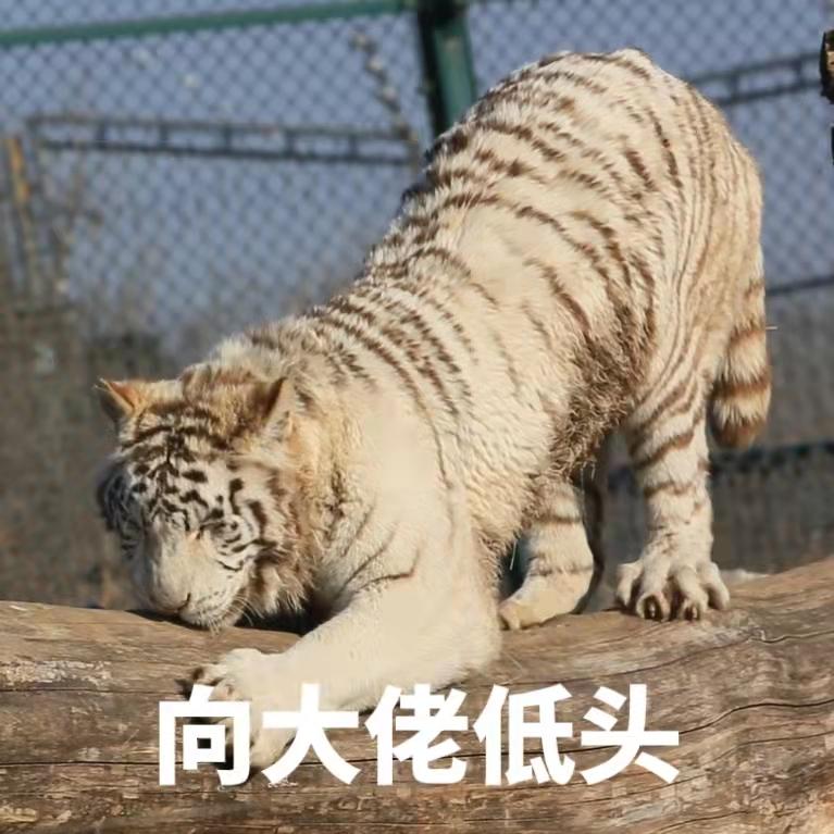 猛虎撒娇表情包图片