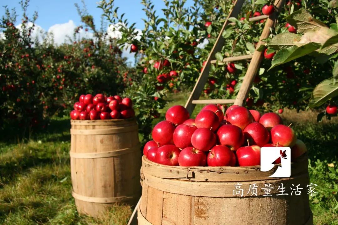 早上金苹果晚上毒苹果苹果到底应该几点吃